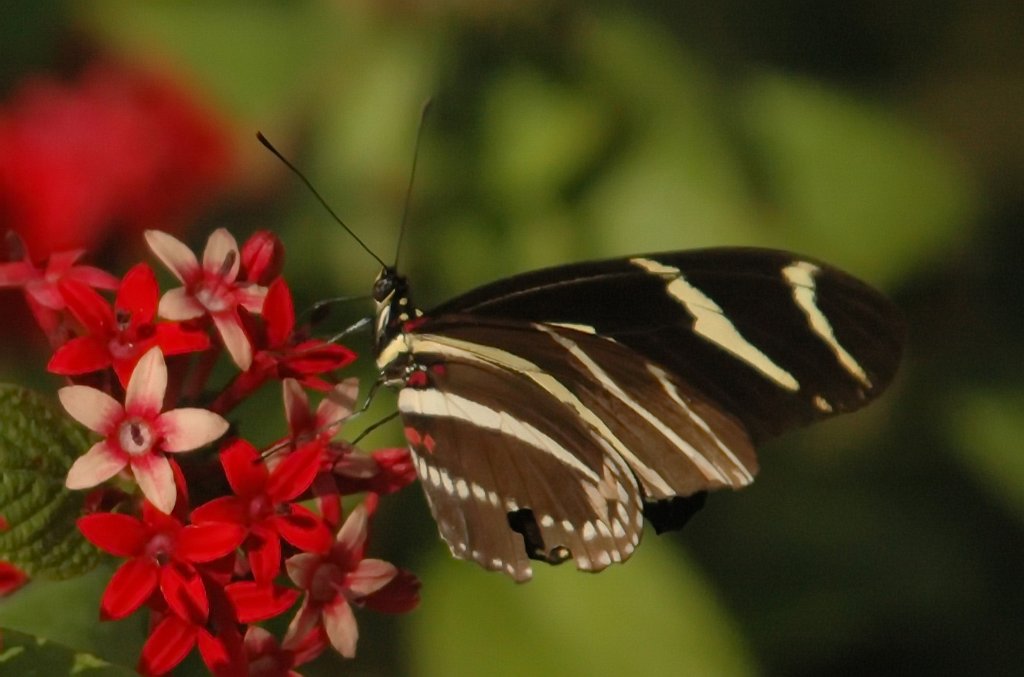 205 2010-01151685b Okeeheelee Nataure Center, FL.JPG - Zebra Butterfly (Heliconius charitonius). Okeeheelee Nature Center, FL, 1-15-2010